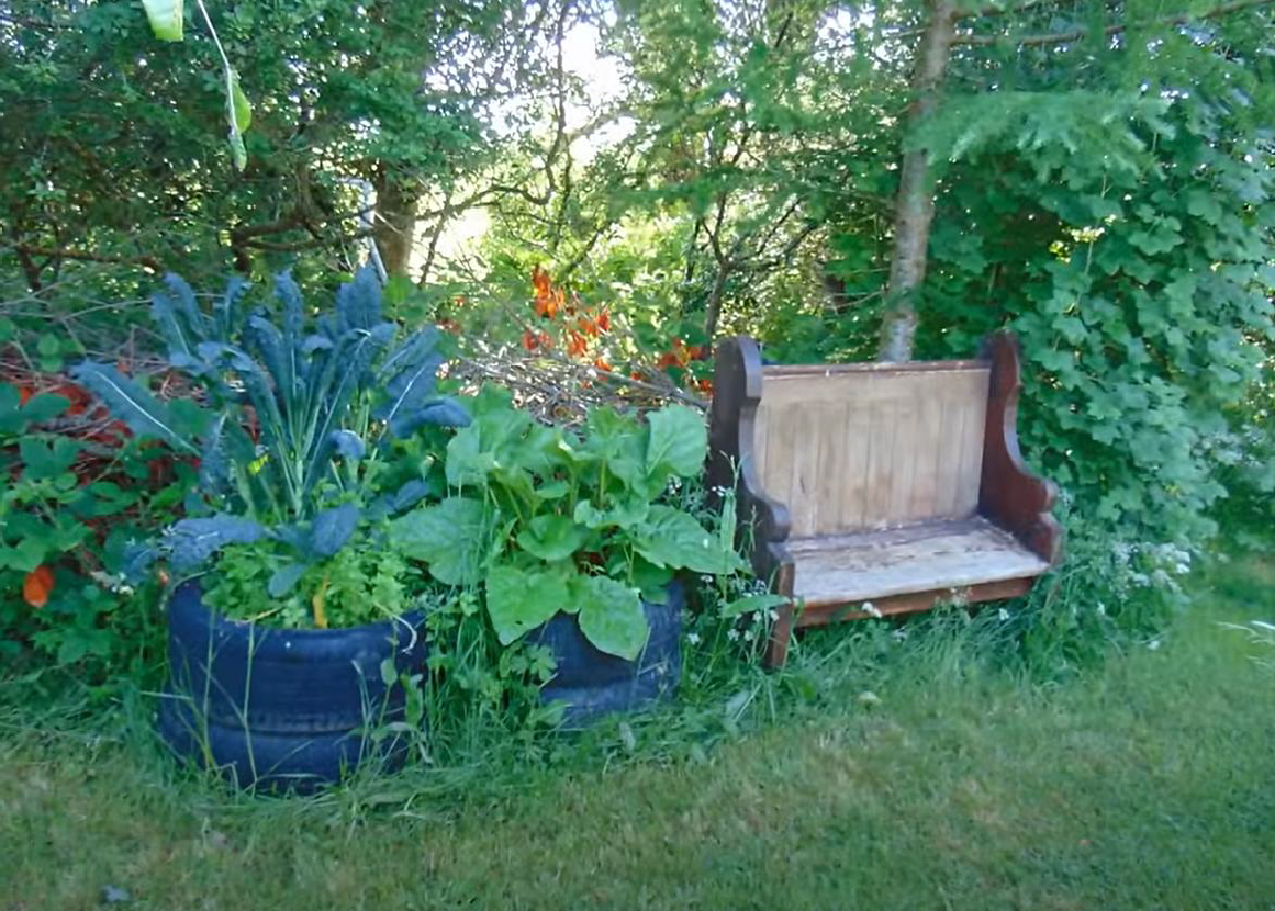 After transformation: a greener planted garden area after food forest design work