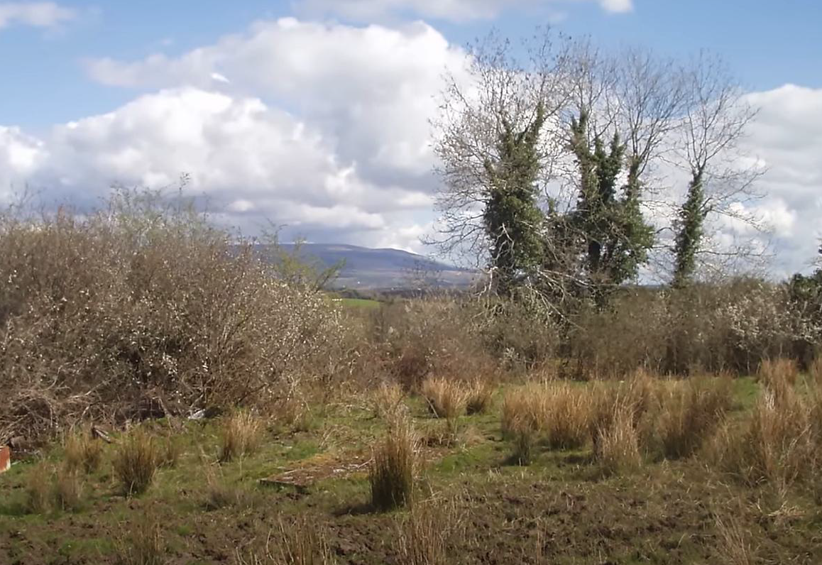 Before transformation: an overgrown field edge before food forest design work
