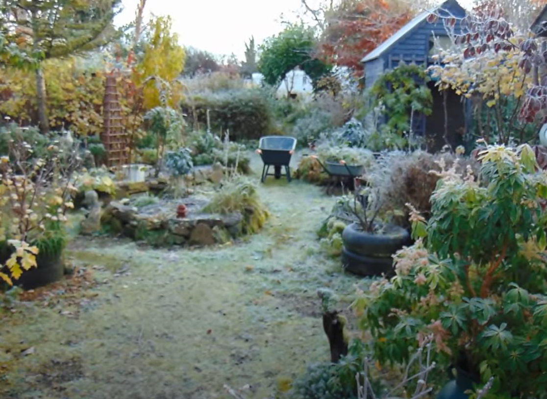 Before transformation: a sparse garden area before food forest planting