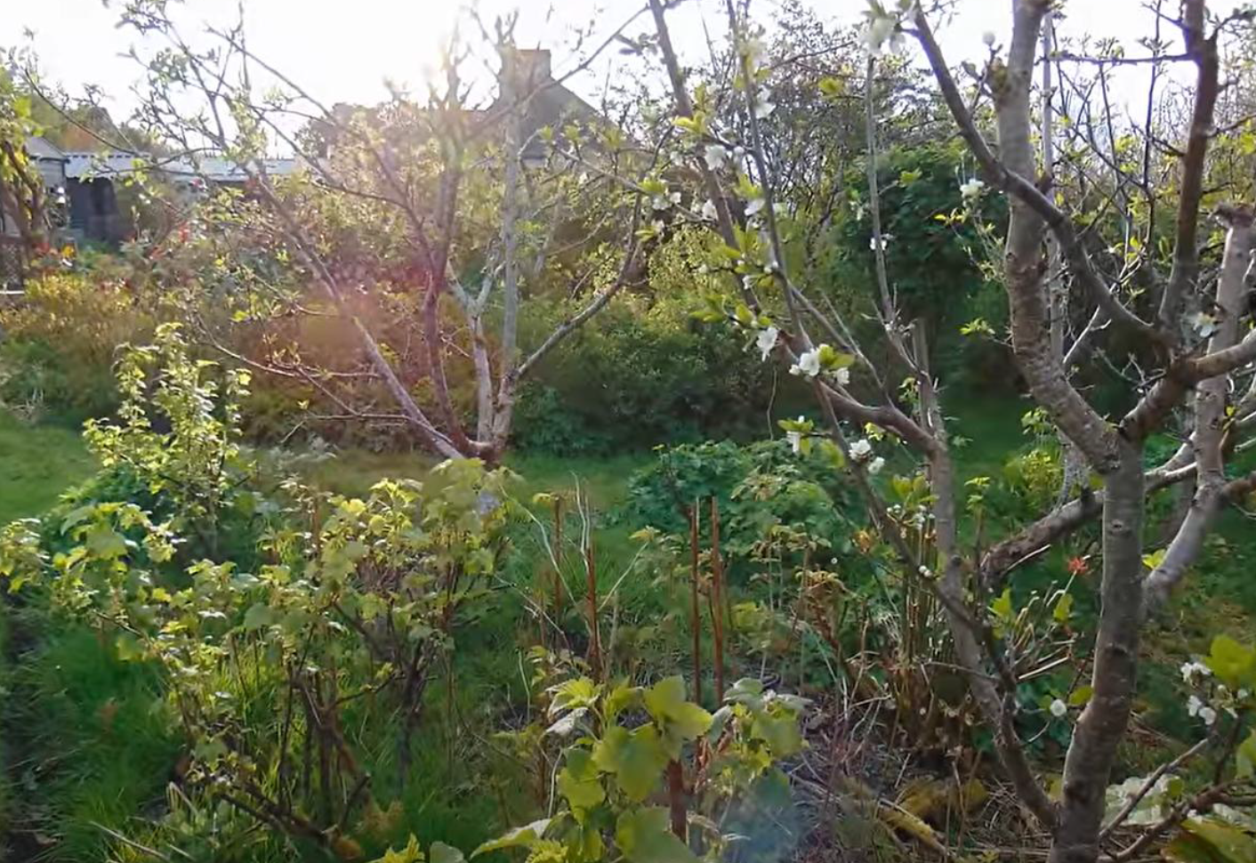 After transformation: a young orchard and food forest with trees and understory plants